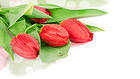 Spring Red Tulips Background