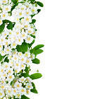 Spring White Blooming Background