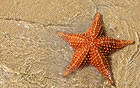 Starfish and Sand Background
