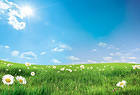 Summer Lawn with Daisies Background