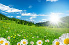 Summer Meadow with Daisies Background