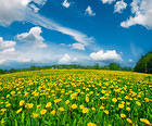 Summer Meadow with Dandelions Background