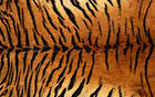 Tiger Leather Background