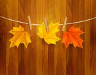 Tree Fall Leaves Background