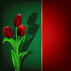 Tulips Green and Red Background