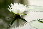 Water Lily Background