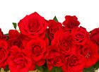 White Background with Red Roses