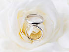 White Rose Wedding Background