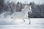 Winter Horse Background
