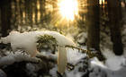 Winter Snowy Pine Branch Background