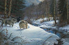 Wolf in Winter Beautiful Landscape Background