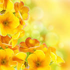 Yellow Iris Background