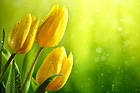 Yellow Tulips Background