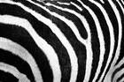 Zebra Skin Background
