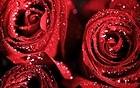 Beautiful Red Roses with Dew Wallpaper