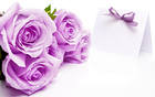 Beautiful Soft Purple Roses on White Background Wallpaper