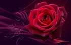 Beautiful Wallpaper with Red Rose