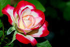 Beautiful White and Pink Rose Wallpaper