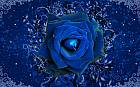Blue-Rose- Wallpaper