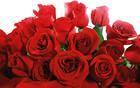 Bunch of Red Roses Wallpaper