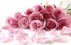 Delicate Beautiful Light Pink Roses Wallpaper