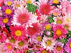 Flowers Background