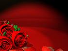 Vday Roses