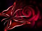 dark-red-rose 