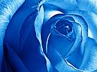 dreamy-white-blue-rose