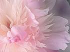 pink flower