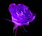 wallpaper purple rose
