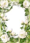 Green Transparent PNG Photo Frame with White Roses