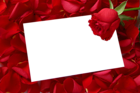 Large Transparent Horizontal Frame with Red Roses