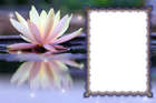 Lotus Transparent PNG Photo Frame