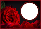Rose Style Transparent PNG Frame