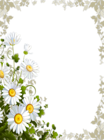 Transparent Frame with Daisies