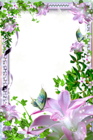 Transparent PNG Photo Frame with Pink Lilies
