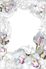 Transparent PNG Photo Frame with White Orchids