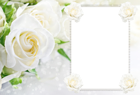 Transparent Soft White Roses Frame