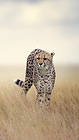 Cheetah iPhone 6S Plus Wallpaper