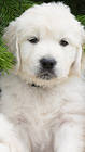 Cute White Puppy iPhone 6S Plus Wallpaper
