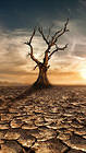 Desert Tree iPhone 6S Plus Wallpaper