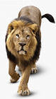 Lion iPhone 6S Plus Wallpaper
