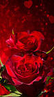 Red Roses iPhone 6S Plus Wallpaper