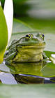 Samsung Galaxy S7 Frog Wallpaper