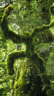 Samsung Galaxy S7 Green Forest Wallpaper