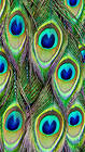 Samsung Galaxy S7 Peacock Tail Wallpaper