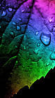 Samsung Galaxy S7 Rainbow Leaf Wallpaper