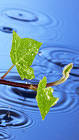 Samsung Galaxy S7 Rainy Vine Leaves Wallpaper