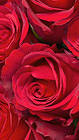 Samsung Galaxy S7 Red Roses Wallpaper